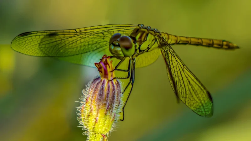 Aygül Aydın DURMUŞOĞLU